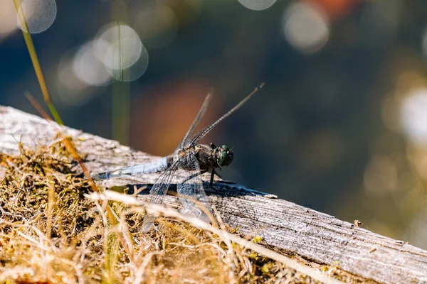 Hoge Veluwe Ulusal Parkı 'nda Yusufçuk