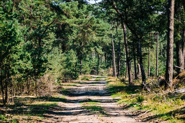 Hoge Veluwe Ulusal Parkı