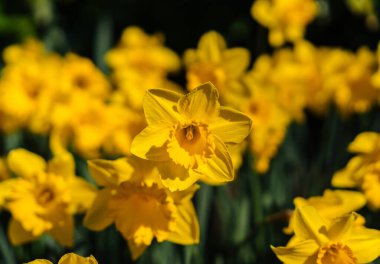 Daffodils at Keukenhof in the Netherlands