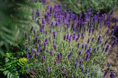 Lavender Garden Granny's Bouquet