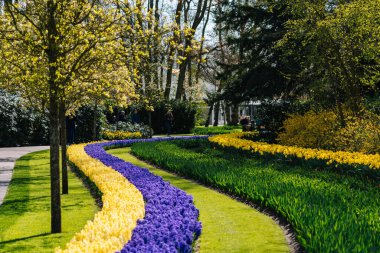 Tulips at Keukenhof in the Netherlands