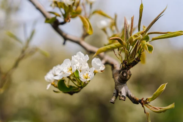 Pear tree in bloom in the Netherlands