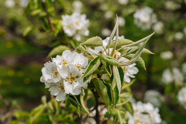 Pear tree in bloom in the Netherlands