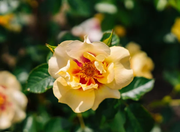 Rose nursery in Lottem in the Netherlands