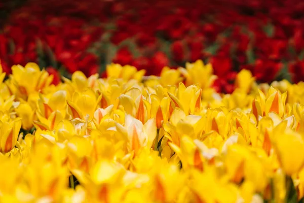 Tulips at Amsterdam Tulip Experience