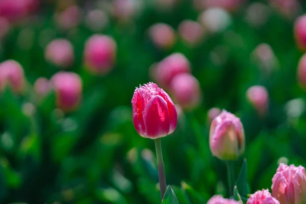 Tulips at Amsterdam Tulip Experience