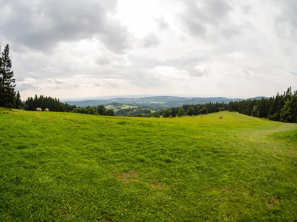 Grass and white cloudy sky, natural panorama — Stock Photo, Image