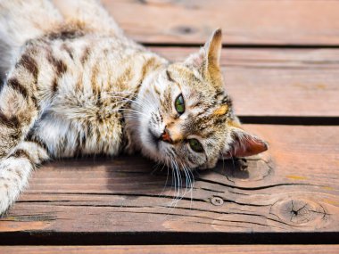 Tekir kedi ahşap, parlak renkler üzerinde yalan