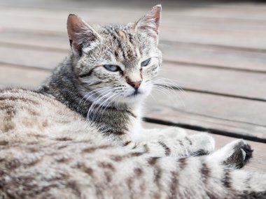 Tekir kedi izlerken, yumuşak renkler bir tahtaya yalan