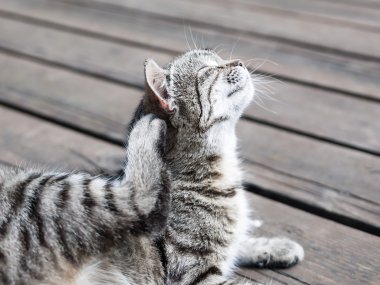 Kendisi yumuşak renklerde tırmalamak zevk kedi