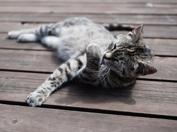 Tabby cat licking itself — Stock Photo, Image