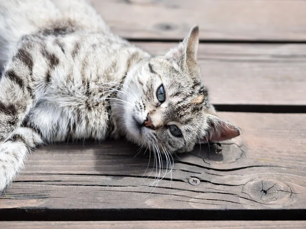 Pręgowany kot leżący na drewno, miękkie kolory — Zdjęcie stockowe