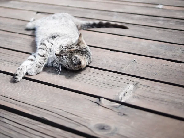 Tabby cat relaxing on a wood, soft colours — Stock Photo, Image