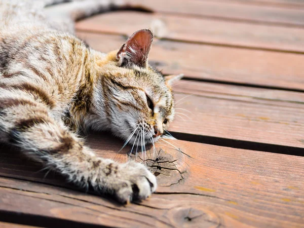 Lazy tabby cat lying on a wood, bright colours — Stock Photo, Image