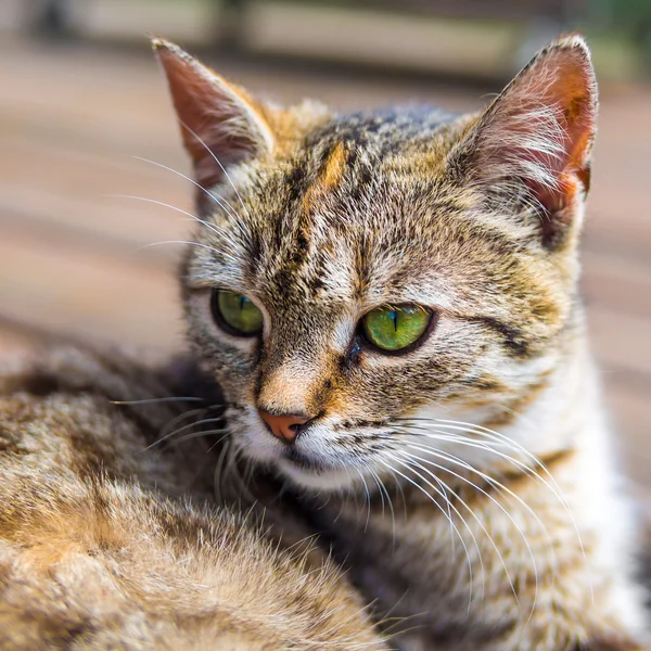 Cat head brigh colours — Stock Photo, Image