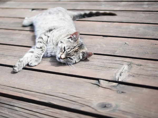 Lazy gatto tabby rilassante su un legno, colori tenui — Foto Stock