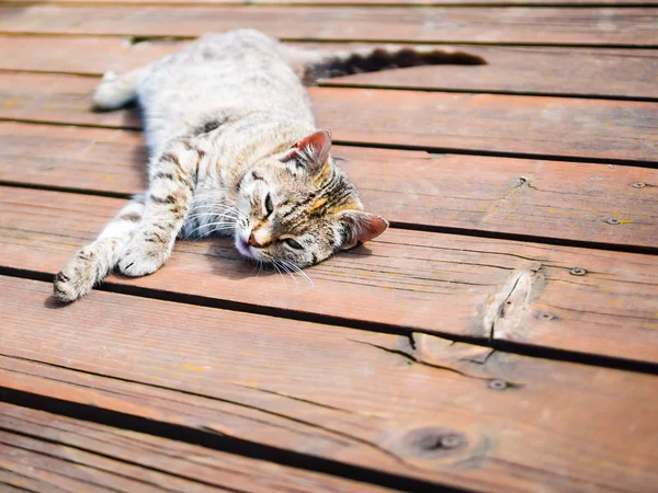 Lazy tabby cat relaxing on a wood, bright colours — Stock Photo, Image