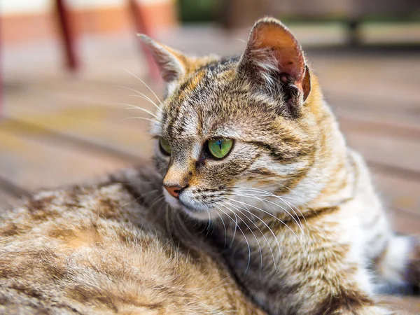 Cat mentire e guardare i colori brigh — Foto Stock