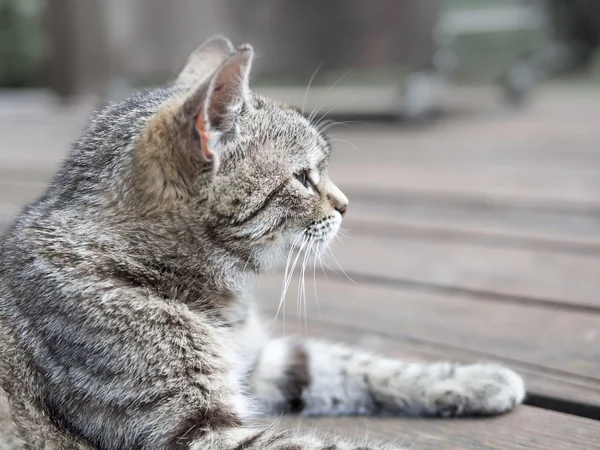 Kot leżący profil miękkie kolory — Zdjęcie stockowe