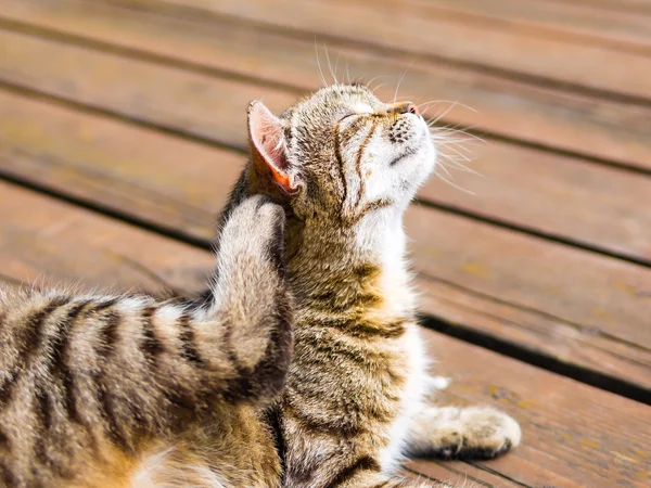 Cat enjoying scratching itself in bright colours — Stock Photo, Image