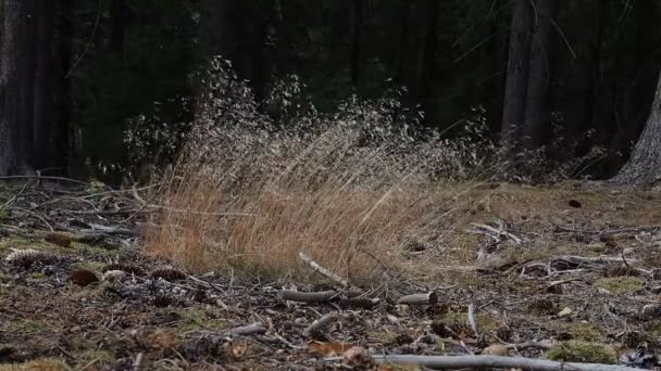 Hierba en el viento en el bosque con sonido auténtico — Vídeo de stock