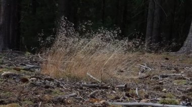 Rüzgarda ses olmadan arka planda forrest ile çimen