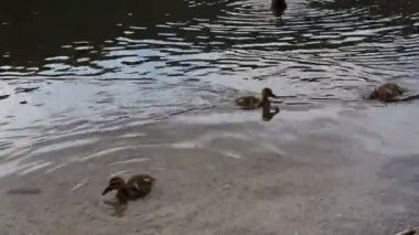 Bir gölde yüzmeye ördek yavrusu