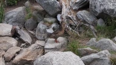 Banka kendilerini besleme ördekler