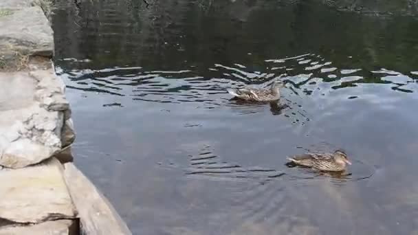 Ducks swimming in a lake — Stock Video