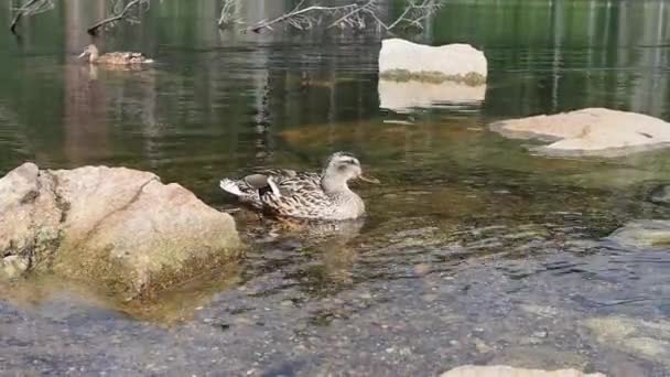 Patos em uma água — Vídeo de Stock