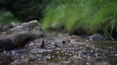 Otantik sesli kayalar arasında akan dere