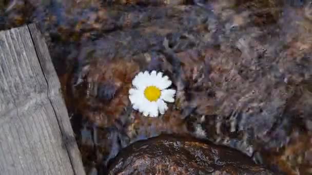 Gänseblümchen dreht sich auf der Flussoberfläche — Stockvideo