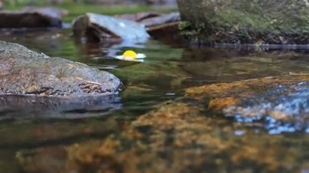 Gänseblümchen auf der Flussoberfläche mit authentischem Klang — Stockvideo