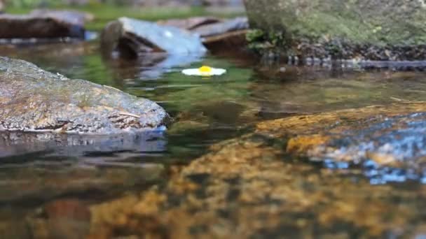 Margarida fluindo na superfície do rio — Vídeo de Stock