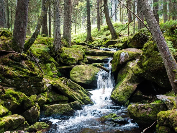 Monte cascada del bosque entre rocas musgosas —  Fotos de Stock