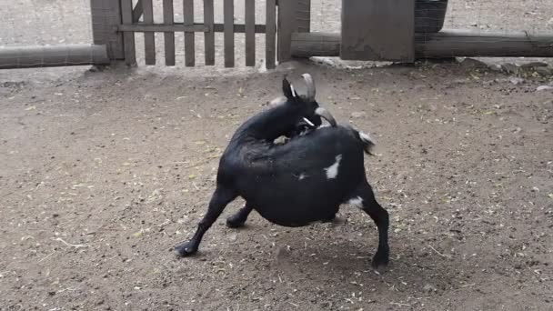 Fekete kecske maga vakarja a háztáji gazdaság — Stock videók