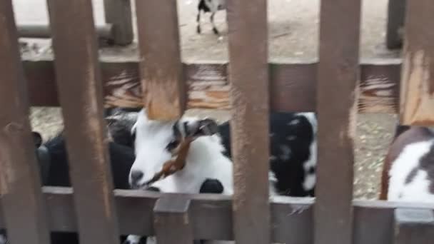 Niedliches gestromtes Kalb schiebt seinen Kopf durch Zaun auf einem Bauernhof — Stockvideo