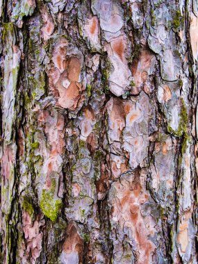Pine bark texture detail natural clipart