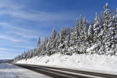 Mavi gökyüzünün altındaki karlı çam ağaçları, Quebec