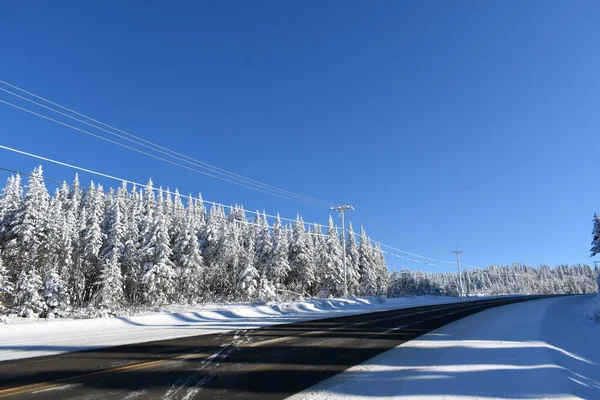 Mavi gökyüzünün altındaki karlı çam ağaçları, Quebec