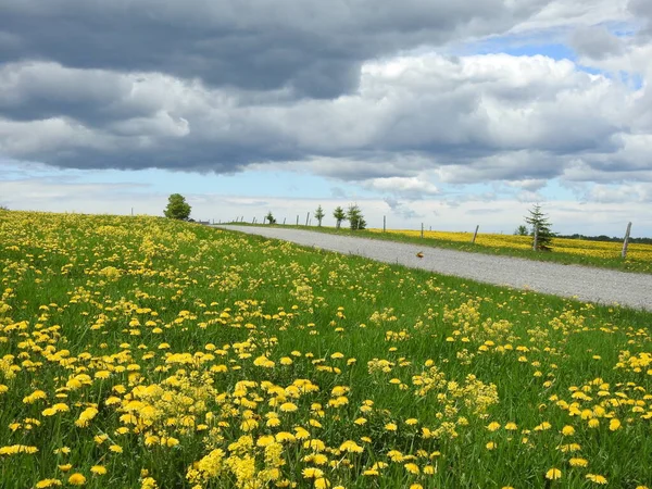 Bulutlu bir gökyüzünün altında açan bir alan.