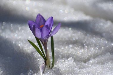 Baharın ilk kır çiçekleri.