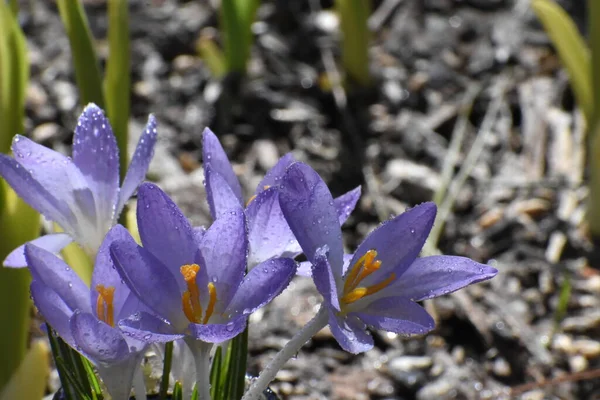 Die Ersten Krokusblüten Frühling Garten Des Hauses — Stockfoto