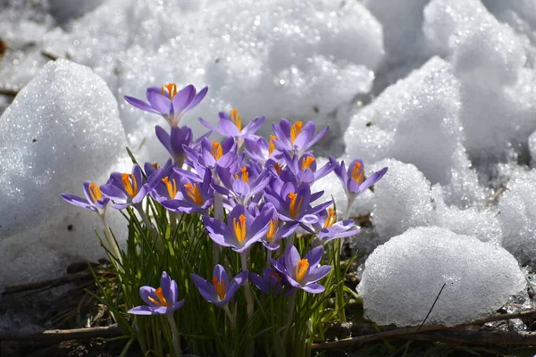 Die Ersten Krokusblüten Frühling — Stockfoto