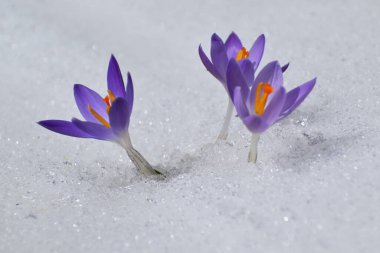 Baharın ilk kır çiçekleri.