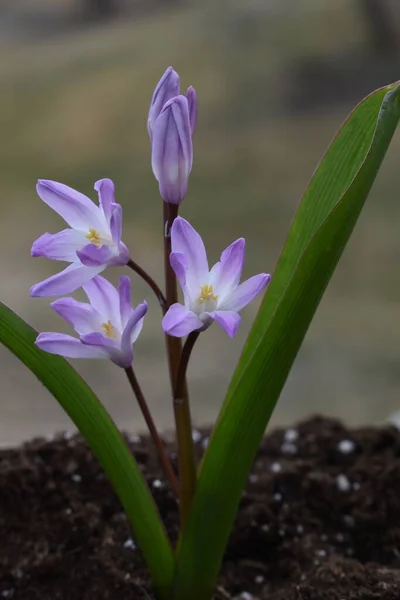 Chionodoxa Blüht Frühling — Stockfoto
