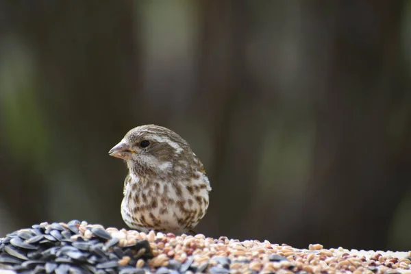 Tawny Sparrow Feeder — Zdjęcie stockowe
