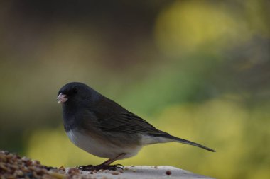 Yem atölyesinde renkli bir junco.