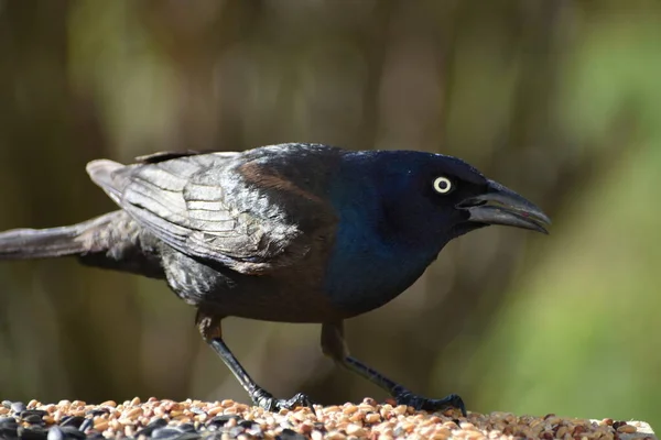 Besleyicide bronzlaşmış bir karatavuk.