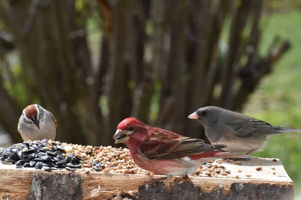 Bir ispinoz ve bir junco.